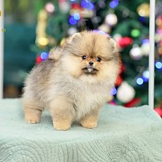 น้อนสีส้ม เพศเมีย จากบ้านฮีโร่ปอม สินสอดเบาๆ มีใบพ็ดดีกรีเต็มใบ สอบถาม Line:@her...