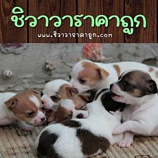 ชิวาวาราคาถูก