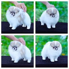 สีปาร์ตี้ สไตล์น่ารักก มีใบพ็ดดีกรีเต็มใบ สอบถาม Line:@heropom,083 465 5365 *รับ...