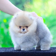 ต้องเรียกเขาว่าพี่บึ้ม เพราะขนเขาแน่นขนบึ้มจริงๆ น้องคนนี้เพศชายสีส้มๆ หล่อตามภา...