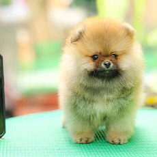 เป็นสาวหน้าหล่อ คนนี้เป็นน้องเพศเมียส้มน้า อายุ2เดือน มีใบพ็ดดีกรีเต็มใบ สอบถาม...