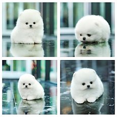 เมียขาวเกาาหลี ลูกพ่อแม่นำเข้า สวยมากก มีใบพ็ดดีกรีเต็มใบ สอบถาม Line:@heropom,0...