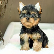 ยอร์คกี้ยอร์คกี้ น่ารักมากกก ตัวเล็กๆสินสอดเบาๆ มีใบพ็ดดีกรีเต็มใบ สอบถาม Line:@...