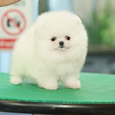 หาบ้านให้น้อน มีสินสอด สีขาวพ่อแม่นำเข้า สายเลือดดี มีใบพ็ดดีกรีเต็มใบ สอบถาม Li...