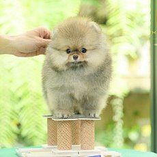 หาบ้านในน้อนน สีส้มน่ารักมากกปีใหม่แล้วรับน้องไปเป็นสมาชิกใหม่ไหมคะสอบถาม Line:@...