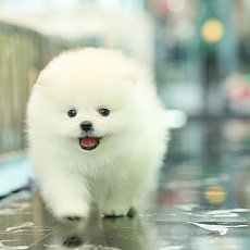 ใครรอสินสอดเบาๆต้อนรับปีแนะนำเพศผู้สีขาวคนนี้เลยย สายเลือดดีมากก Line:@heropom,0...