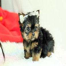 ยอร์คเชียสาวสวย น่ารักหน้าตุ๊กตา รับตุ๊กตาซักตัวไหมค้าา สวยมาก Line:@heropom,083...