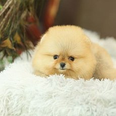 ไอต้าวน่ารักก หน้าอ้อนสุดดด จะได้ไปเป็นผู้สาวบ้านไหนน้ออ สนใจติดต่อ Line:@heropo...