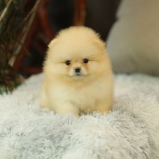 ผู้ส้มสินสอดเบาๆ ส้มครีมส้มตุ่นๆละมุนตาา สนใจติดต่อ Line:@heropom,083 465 5365 *...