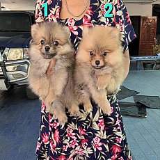 Update ลูกสุนัข หมาปอมเมอเรเนียน หน้าหล่อ ทรงสวย ขนแน่นๆๆ เกรด A ชุดที่จาก kanka...