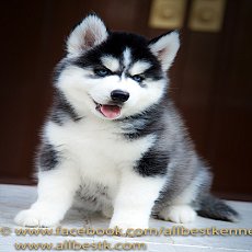 ฟาร์มไซบีเรียนฮัสกี้คัดสายพันธุ์ดี Allbestkennel