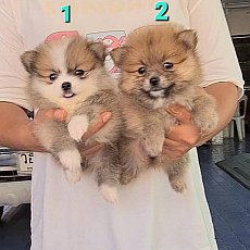 ลูกสุนัขปอมเมอเรเนียน สีสวยทรงสวย ขนแน่นๆ เกรด A ชุดที่จาก kankarnclub มีจัดส่งท...