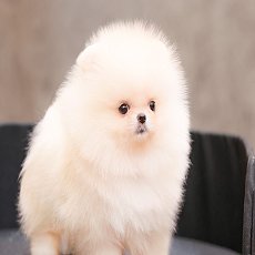 ไม่ต้องไปถึงโคเรียย ก็เจอน้องสีขาวเกาหลี ได้ที่ฮีโร่ปอมนะค๊าา สนใจติดต่อสอบถาม L...