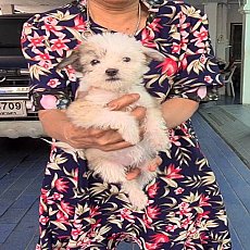 ลูกสุนัขชิห์สุผสมพูเดิ้ล เลี้ยงง่าย เล่นเก่ง เกรด A จาก kankarnclub มีจัดส่งทั่ว...