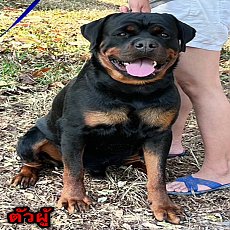 ขายสุนัขร็อตไวเลอร์ สายเลือดพ่อนอก แม่นอก