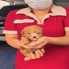 ลูกพูเดิ้ลผสมชิห์สุ เพศผู้ ซนๆเล่นเก่ง จาก kankarnclub มีจัดส่งทั่วประเทศ(กันย์เ...