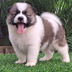 หาบ้านให้ลูกชายโครงสร้างดี สายเลือดแชมป์(คอกมิตรแท้)  มีใบเพ็ด  สนใจ โทร 081-888...