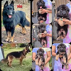 ลูกสุนัขเยอรมัน เชพเพิร์ด(อัลเซเชี่ยน) สายพันธุ์แท้ อ้วนหมี กะโหลกโต กระบอกปากให...