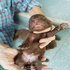 เปิดจอง น้องลาบาดอร์ สีช็อคโกแลต ฟอร์มสวย โครงสร้างดี ราคาเบาๆจ้า