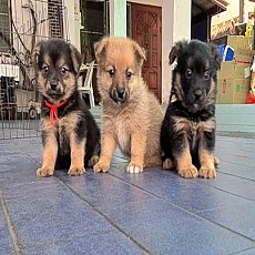  Update ลูกปอมผสมแจ็ค รัสเซลล์ ซนๆ เล่นเก่ง จาก kankarnclub มีจัดส่งทั่วประเทศ ก...