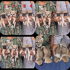 ลูกสุนัขชิวาวาผสมปั๊ก น่ารัก ซนๆ เลี้ยงง่าย จาก kankarnclub มีจัดส่งทั่วประเทศ(ก...