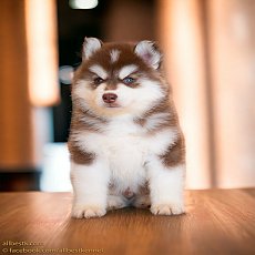 ไซบีเรียนคัดเกรดที่ดีที่สุดในประเทศไทย