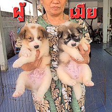 ลูกสุนัขบางแก้วสายพันธุ์แท้ ลายดีสีสวย หุ่นหมี หน้าใหญ่เท้าใหญ่ จาก kankarnclub...