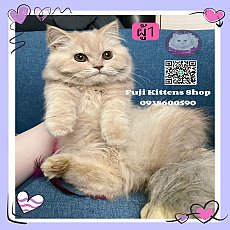 ***ได้บ้านแล้ว***ลูกแมวเปอร์เซีย