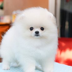ขนาดอยู่เฉยๆก็ยังน่ารักก เพศเมียสีขาว น่ารักไม่เบาา ไม่เบานะสินสอดอะ 555 สอบถามเ...