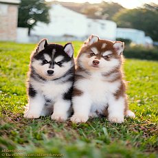 คัดสายเลือดไซบีเรียนที่ดีที่สุดมาไว้ที่นี่แล้วAllbestkennel 