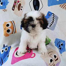 ชิสุแท้4900.-ส่งฟรีกทม.มีปลายทาง line:: happyshihtzu4289