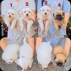 ลูกสุนัขปอมผสมพูเดิ้ล สีสวยๆ ขนนุ่มๆ ซนๆ เล่นเก่ง จาก kankarnclub มีจัดส่งทั่วปร...