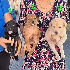 ลูกสุนัขลาบาดอร์ผสมไทยหลังอาน สีสวย ฉลาด ซื่อสัตย์ เฝ้าบ้านดี จาก kankarnclub มี...