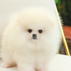 ผู้ขาวครีม ขนบึ้มมม HRM 6702 หล่อไม่แพ้เกาหลีค่าาา ทักเยยย Line:@heropom,083 465...