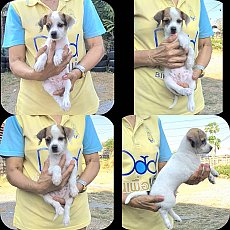 ลูกแจ็ค รัสเซลล์ ผสมชิวาวา สีสวย ลายสวย ซนๆ เล่นเก่ง จาก kankarnclub มีจัดส่งทั่...