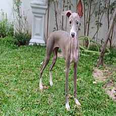 อิตาเลี่ยน เกรย์ฮาวด์ 