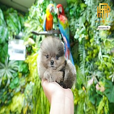 ปุุกเปี๊ยกก โตขึ้นสีไม่เปลี่ยนนะ น้องเป็นเพศผู้สีเมอเร่ น่ารักตะมุตะมิ Line:@her...