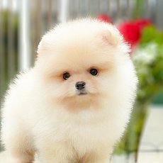 ปอมปอมสีส้มครีม สีละมุนมองแล้วสบายตา น้องเป็นเพศผู้ น่ารักมากสายเลือดดี สินสอดไม...