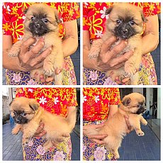 ลูกสุนัขปอมผสมชิวาวา สีสวยๆ ร่าเริง เล่นเก่ง จาก kankarnclub มีจัดส่งทั่วประเทศ...