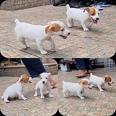 ลูกสุนัขแจ็ค รัสเซลล์ ผู้และเมีย สายพันธุ์แท้ พ่อแม่สวยๆ เกรด A จาก kankarnclub...