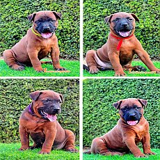 ไทยหลังอานตัวเมีย 8000 เท่านั้น