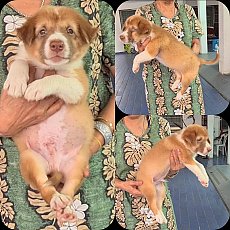 ลูกสุนัขไซบีเรียนผสมลาบาดอร์ สีสวย ฉลาด ซื่อสัตย์ เฝ้าบ้านดี จาก kankarnclub มีจ...