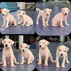 ลูกพิทบูลผสมลาบาดอร์  ฉลาด ซื่อสัตย์ เฝ้าบ้านดี จาก kankarnclub มีจัดส่งทั่วประเ...