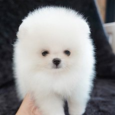 หมาปอมหาบ้าน น้องผู้หญิงสีขาวสายเลือดเกาหลี สินสอดเบากว่านำเข้าเอง Line:@heropom...