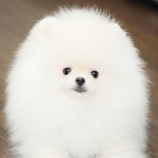 อัพเดท เพศผู้ HRM6423 หล่อมากกก ยิ่งโตยื่งหล่อ สายเลือดเกาหลีนี่ไม่ตก Line:@hero...