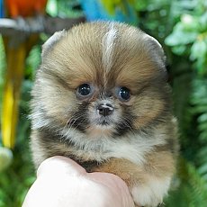 ไอเจ้าตัวเล็กกกก น้องเป็นลูกสาวตัวปุ๊กปิ๊ก HRF4629 สินสอดเบาๆ Line:@heropom,083...