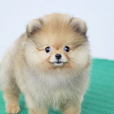 จิ๋วแจ๋ววว เพศเมีย HRF-6576 สีส้ม ใครชอบเล็กๆ คนนี้ได้นะ Line:@heropom,083 465 5...