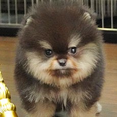 แบล็คแทนเพศผู้คนนี้ตัลเล็กมากก มาร์กชัด มาร์กสวย สายเลือดดี HRM5168