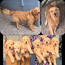 ลูกสุนัขโกลเดัน รีทรีฟเวอร์ สายพันธุ์แท้ ตัวใหญ่ ฉลาด แสนรู้ จาก kankarnclub มีจ...
