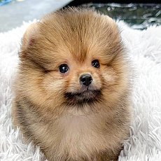 ปอมปอมเกรดเลี้ยงเล่นสินสอดเบาๆ HRF-5171 เพศเมียสีส้ม มีใบเพ็ด 